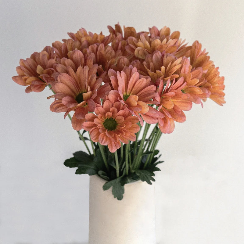Buy Wholesale Peach Pastel Daisy Flower in Bulk - FiftyFlowers