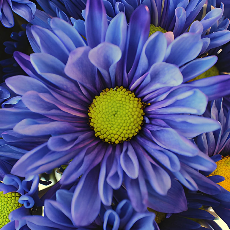 Indigo Violet Daisy Flower Tinted