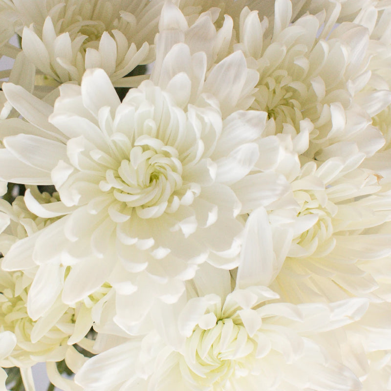Daisy White Spray Dahlia Style Flower Close Up - Image