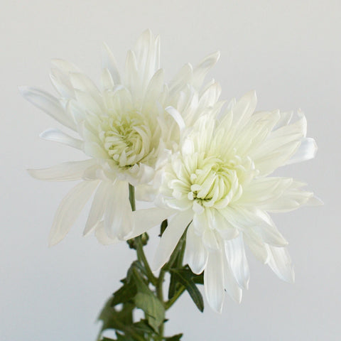 Daisy White Spray Dahlia Style Flower Stem - Image
