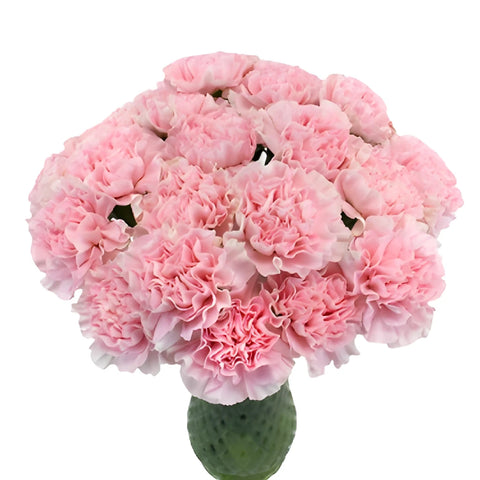 Soft Pink Fresh Carnation Flowers for Mothers Day