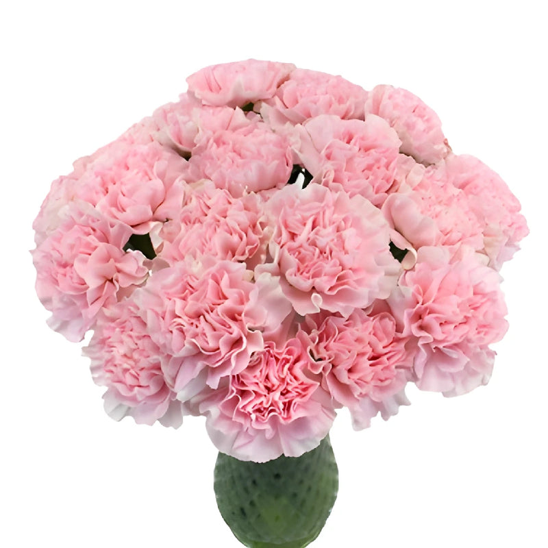 Soft Pink Fresh Carnation Flowers for Mothers Day