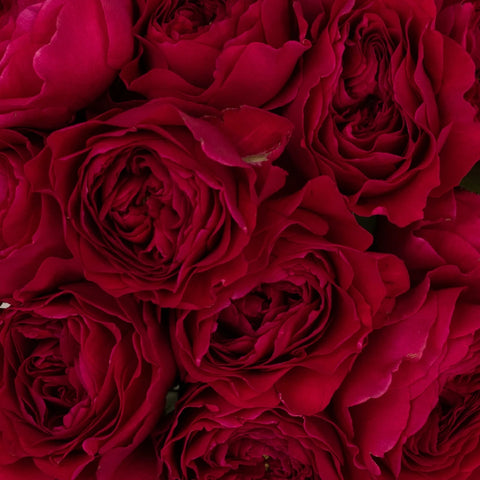 Darcey Rubine Red David Austin Garden Rose Close Up - Image