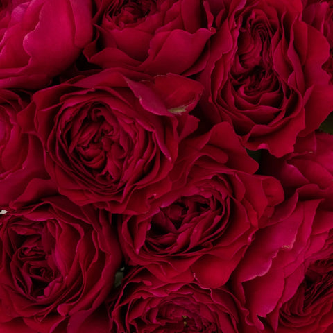 red rose austin dress code Red Rose Austin Tx Dress Code