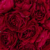 Darcey Rubine Red David Austin Garden Rose