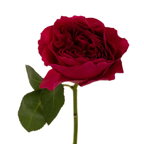 Darcey Rubine Red David Austin Garden Rose Stem - Image