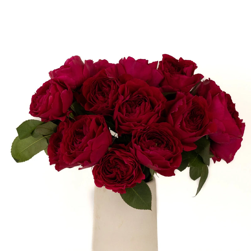 Darcey Rubine Red David Austin Garden Rose Vase - Image