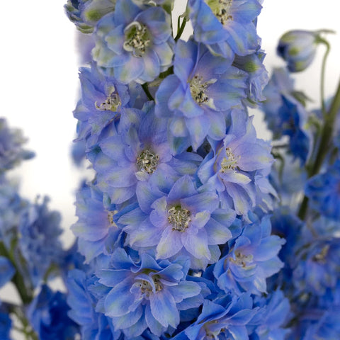 Dark Blue Designer Delphinium Flower Close Up - Image