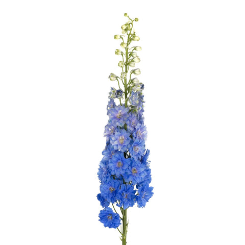 Dark Blue Designer Delphinium Flower Stem - Image