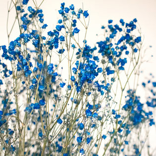 Dark Blue Dried Baby's Breath Flower Close Up - Image