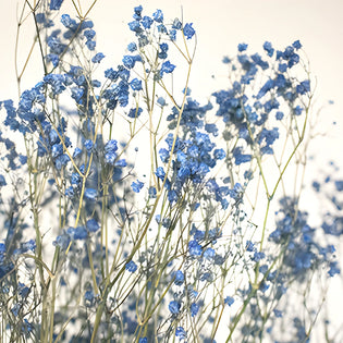 Dark Blue Dried Baby's Breath Flower