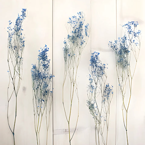 Dark Blue Dried Baby's Breath Flower