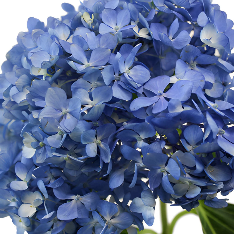 Dark Blue Hydrangea Stem View Close up