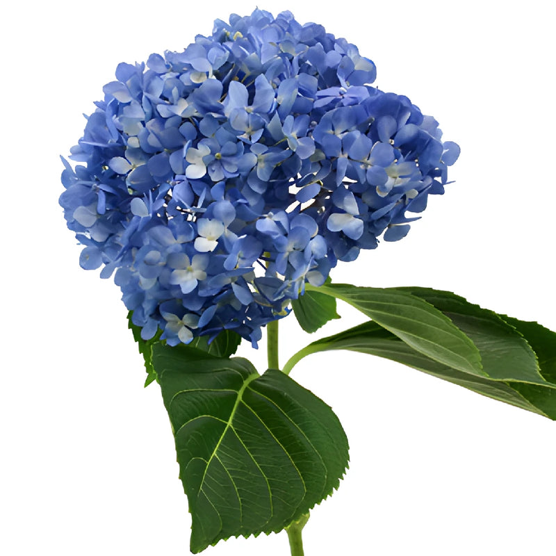 Dark Blue Hydrangea Stem View