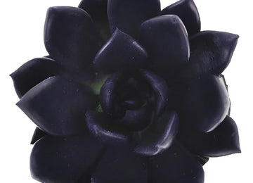 Blue Black Tinted Succulents