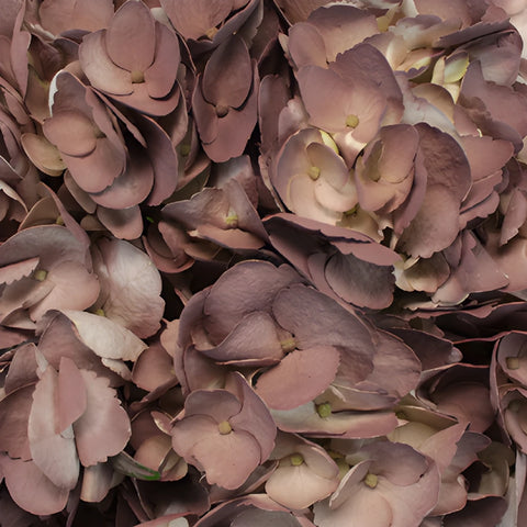 Dark Chocolate Airbrushed Hydrangeas Up Close