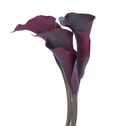 Dark Purple Mini Calla Lily Flower