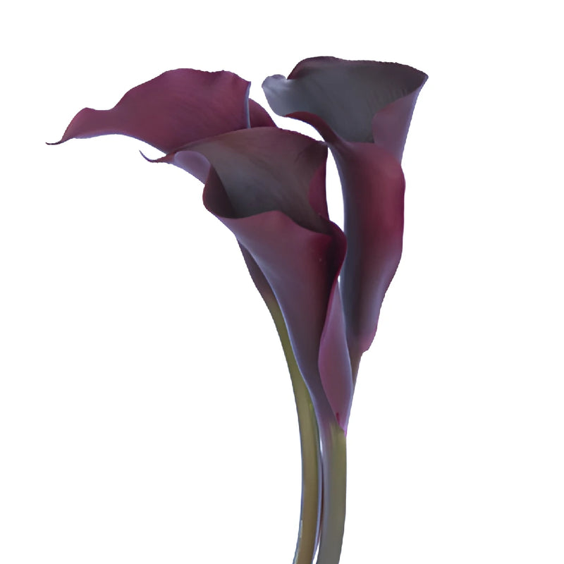 Dark Purple Mini Calla Lily Flower