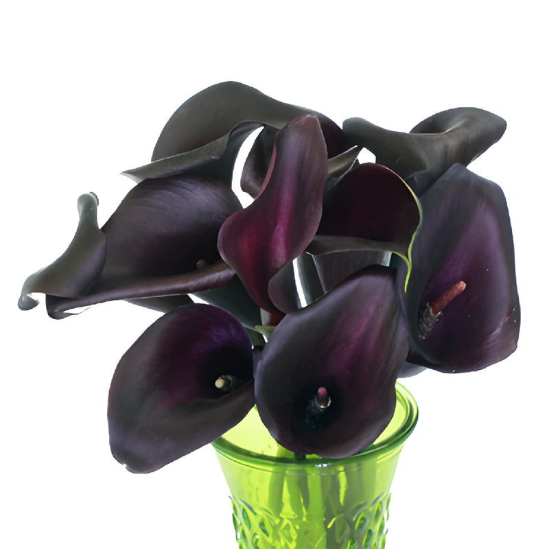 Dark Purple Mini Calla Lily Flower