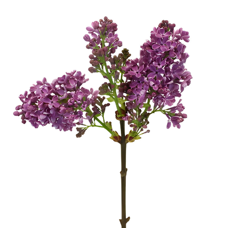 Purple Designer Lilac Flower