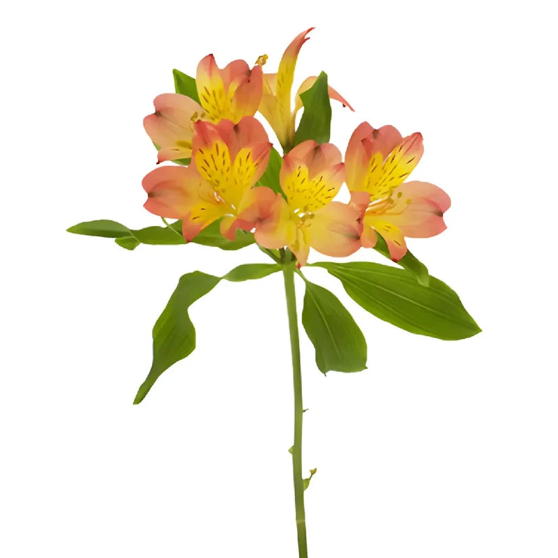 Dark Orange Peruvian Lily Flowers Apron - Image