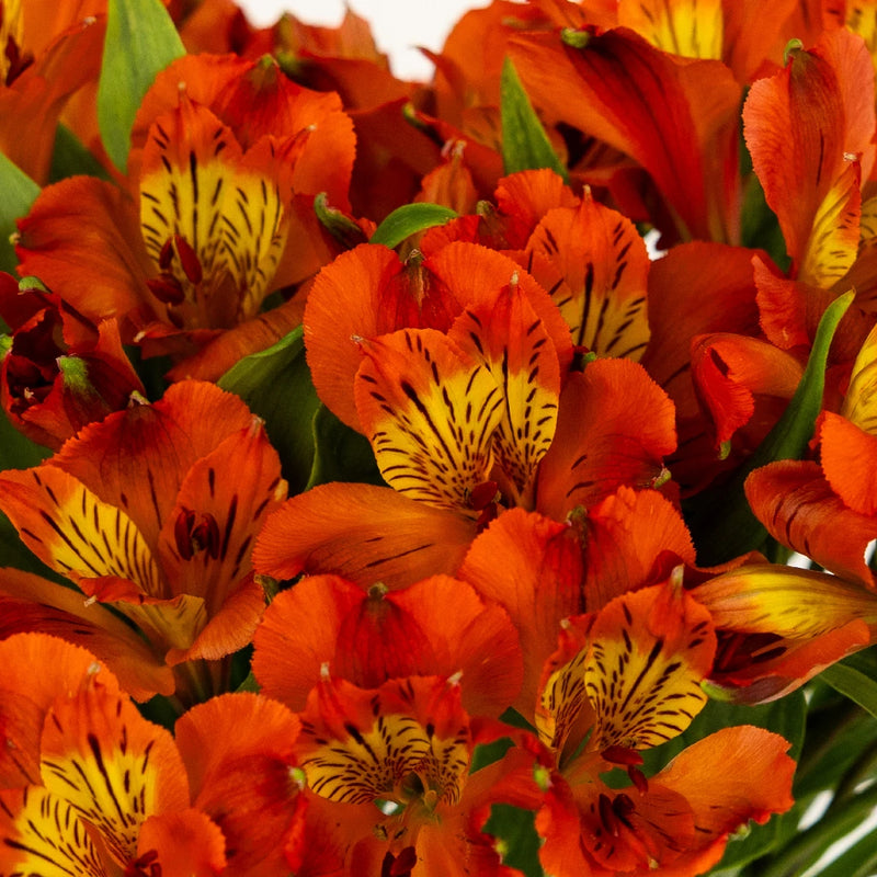 Dark Orange Peruvian Lily Flowers Close Up - Image