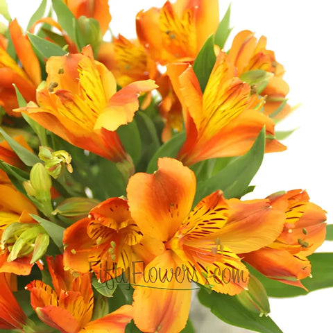 Dark Orange Peruvian Lily Flowers Close Up - Image