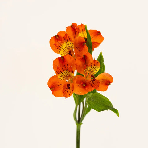 Dark Orange Peruvian Lily Flowers Stem - Image