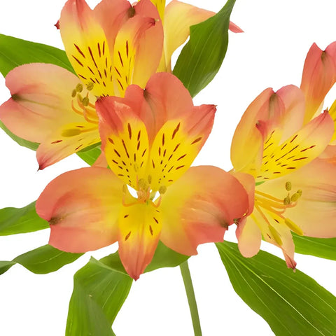 Dark Orange Peruvian Lily Flowers Stem - Image