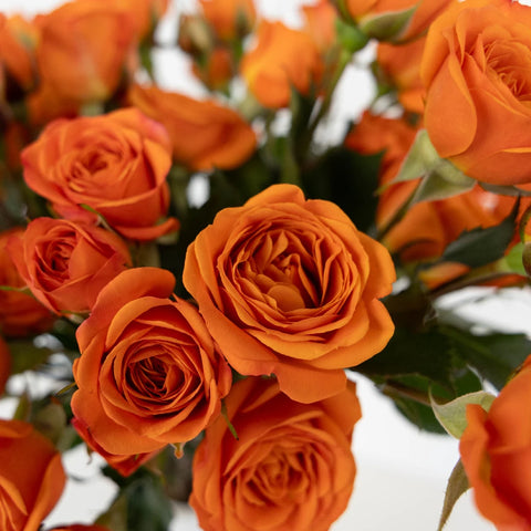 Dark Orange Spray Bulk Roses Close Up - Image