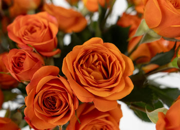 Dark Orange Spray Bulk Roses Close Up - Image