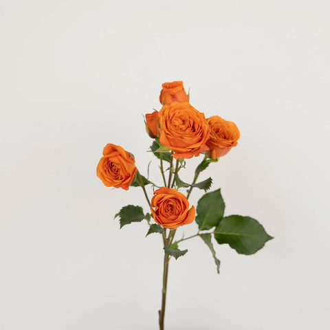 Dark Orange Spray Bulk Roses Stem - Image