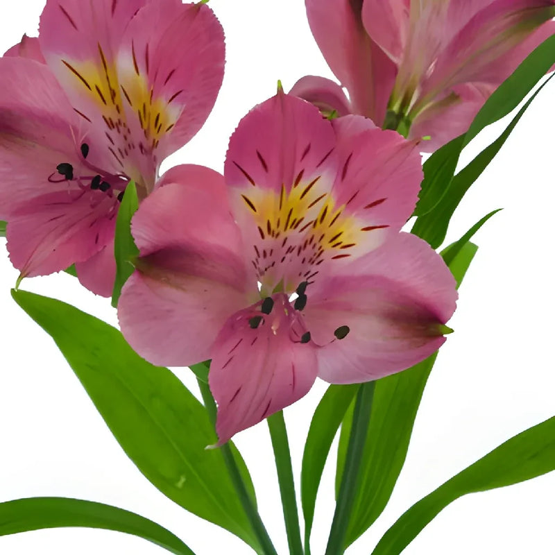 Dark Pink Alstroemeria Flower Apron - Image