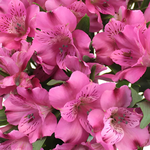 Dark Pink Alstroemeria Flower Close Up - Image