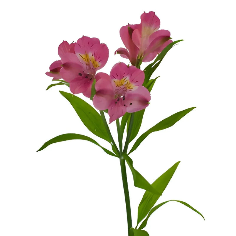 Dark Pink Alstroemeria Flower Stem - Image