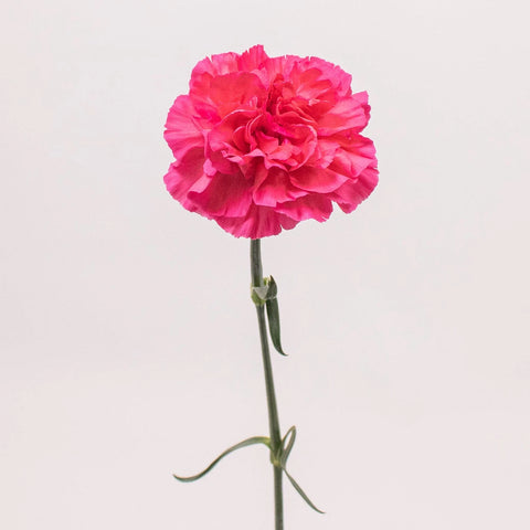 Dark Pink Carnation Flower Single Stem
