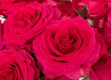 Dark Pink Hot Shot Rose Close Up - Image