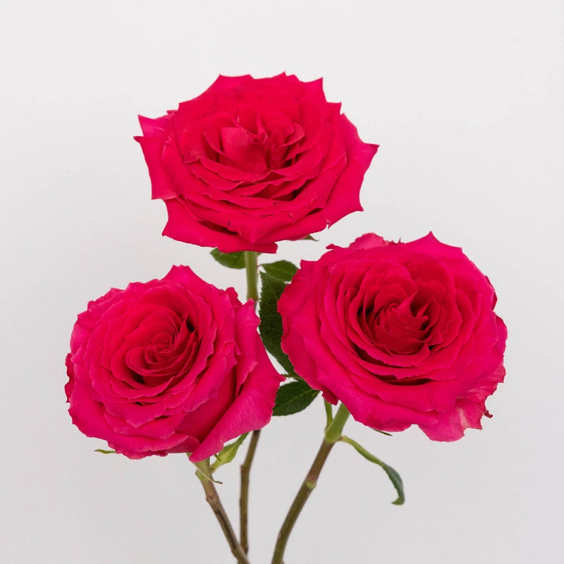 Dark Pink Hot Shot Rose Stem - Image