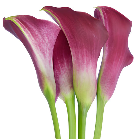Pinky Magenta Mini Calla Lily Flowers