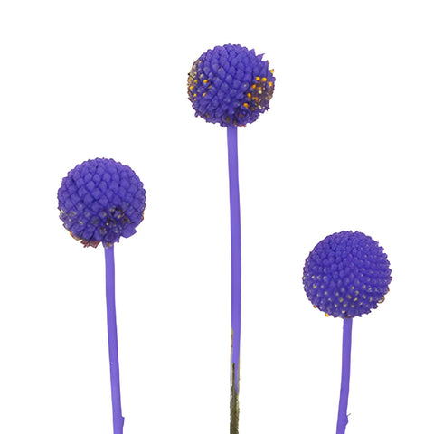 Purple Grape Tinted Craspedia Billy Balls