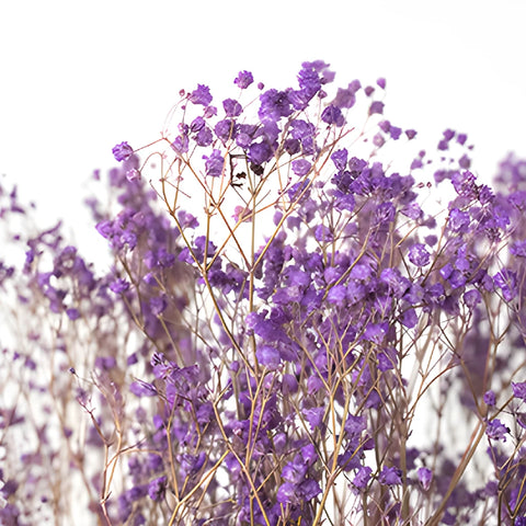 Royal Purple Dried Baby's Breath Flower