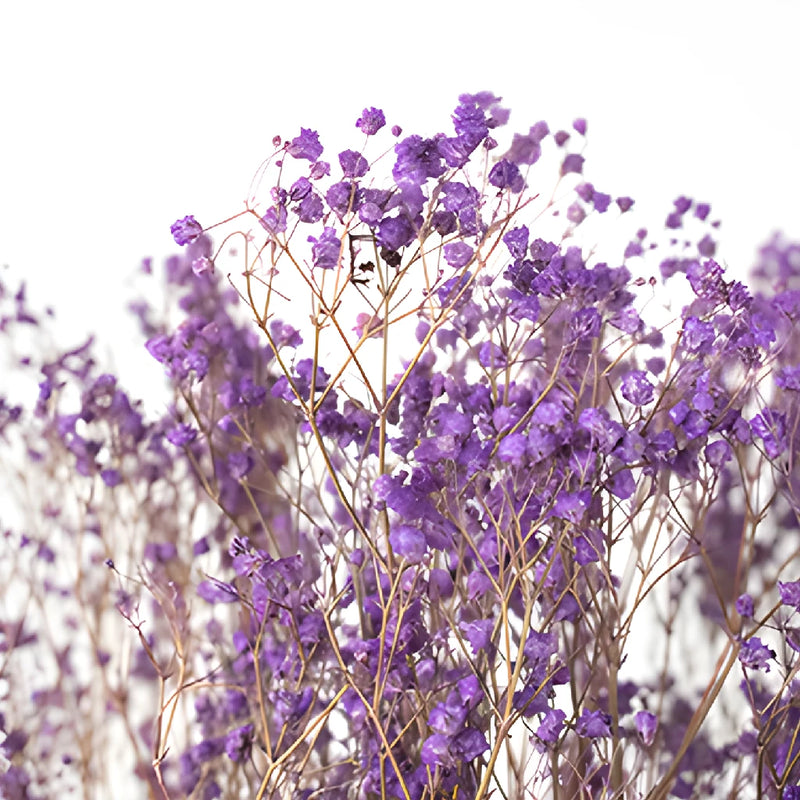 Royal Purple Dried Baby's Breath Flower