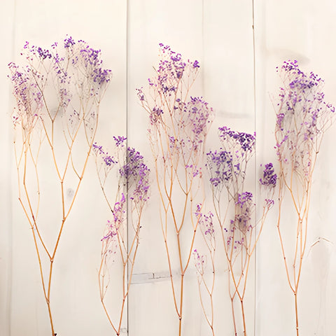 Royal Purple Dried Baby's Breath Flower