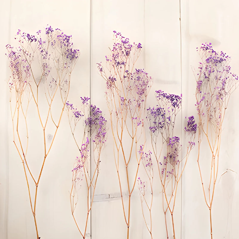 Royal Purple Dried Baby's Breath Flower