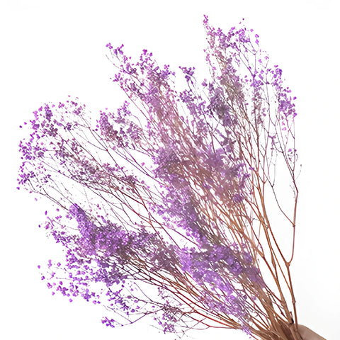 Royal Purple Dried Baby's Breath Flower