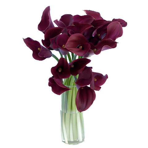 Pinky Magenta Mini Calla Lily Flowers