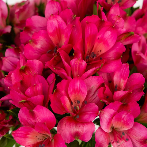 Dark Raspberry Pink Peruvian Lilies Close Up - Image