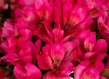 Dark Raspberry Pink Peruvian Lilies Close Up - Image