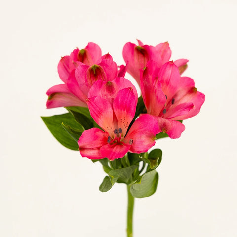 Dark Raspberry Pink Peruvian Lilies Stem - Image