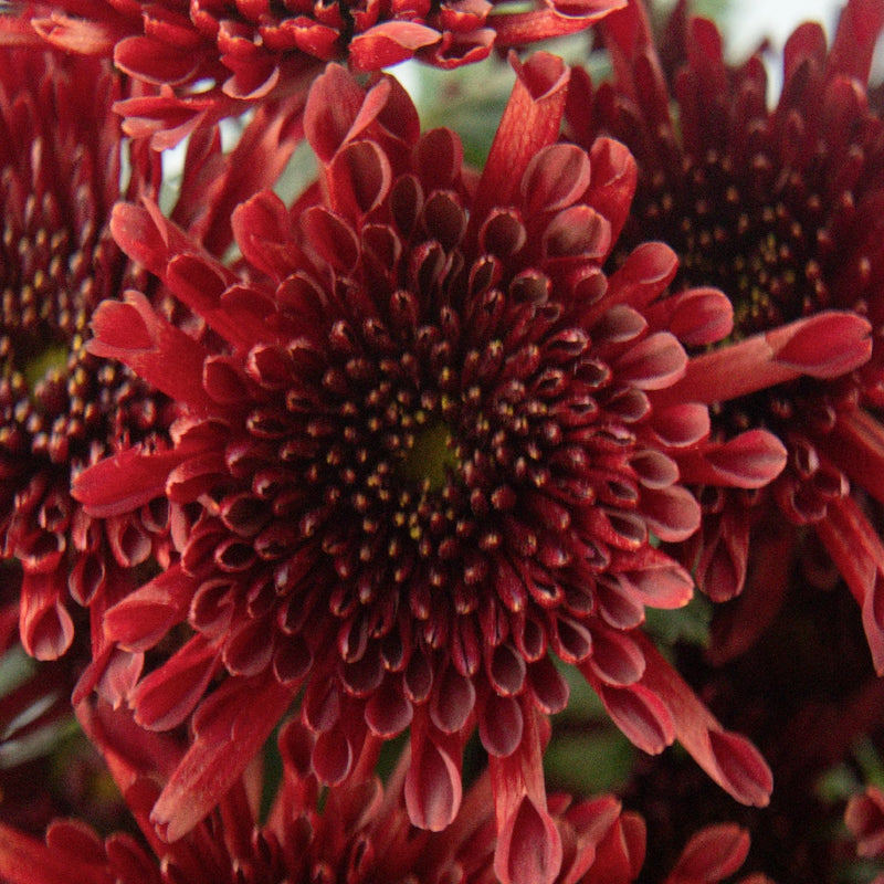 Dark Red Novelty Flower Close Up - Image